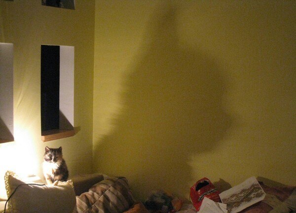 Коты и Кошки