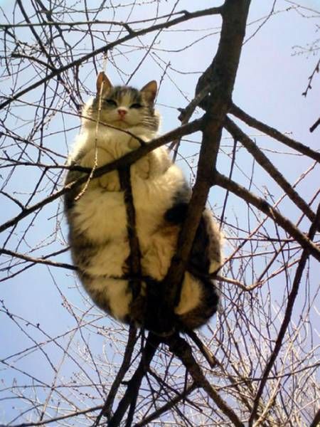 Коты и Кошки