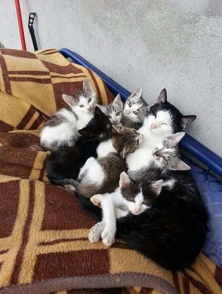 Коты и Кошки