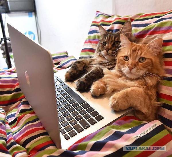 Осеннему котовторнику быть!