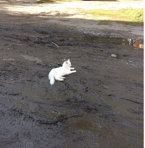 Прикольных котов пост