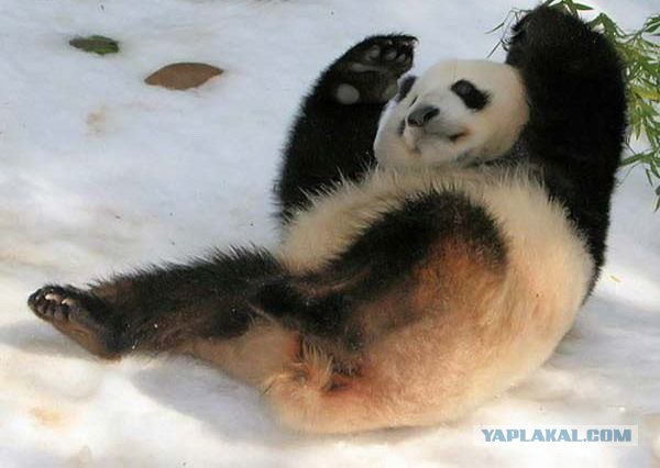 Веселая панда (5 фото)