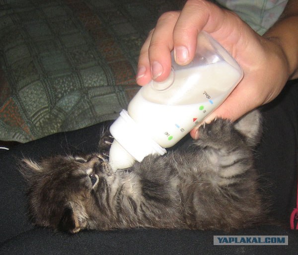 Котовторник на ЯПлакалъ 08.07.2008