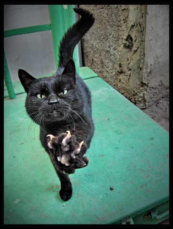 Уррааа! Котовторник на ЯПлакалъ!