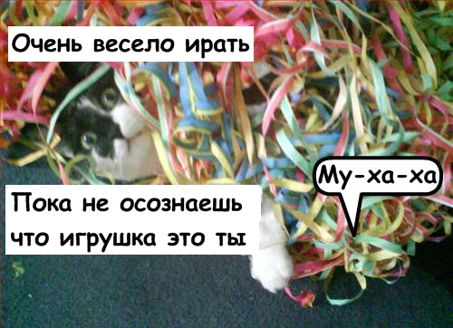 Lolcats - котовторник 33 лолокота!