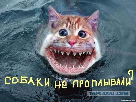 А вы акул тут не видели?