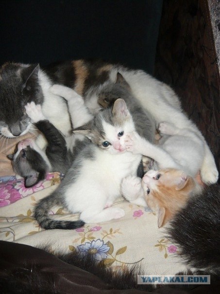 Котовторник 1.11.11