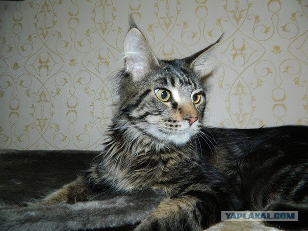 Котовторник 06.12.2011