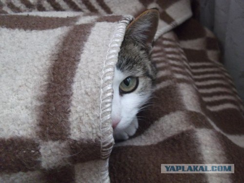 16 лучших котов сезона