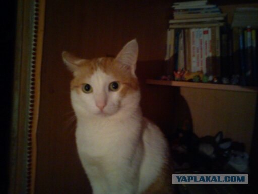 Новогодний Котовторник 01.01.2013