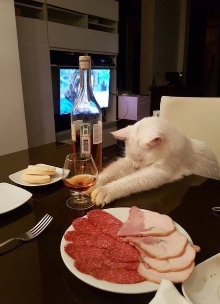 Как объяснить коту, что...