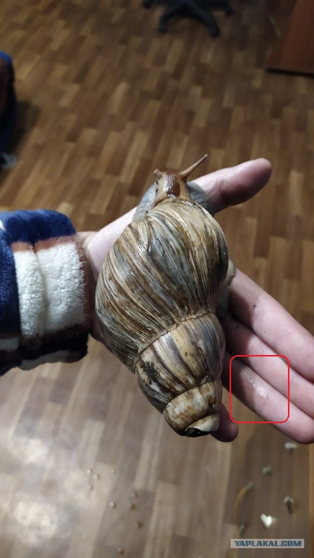 Гэрри