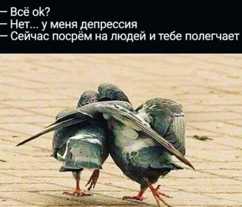 Почему птицы срут выборочно и только на свежевымытые машины?