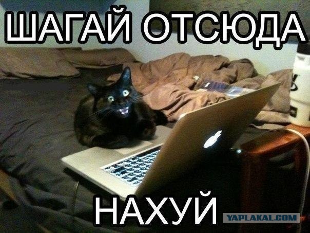 Расчехляем гладильники! - норвежский лесной уже тут