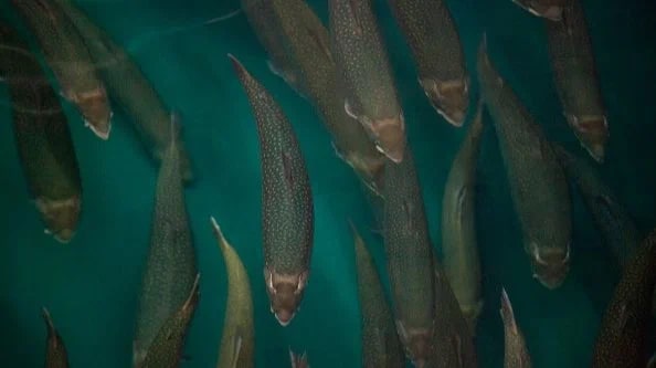 Арктический голец: Северная пресноводная рыба. Её изменчивость вызывает уйму вопросов