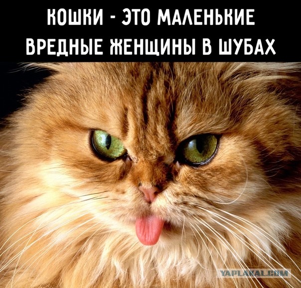 Котовторник в картинках