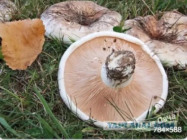 Грибная икра из замороженных лисичек