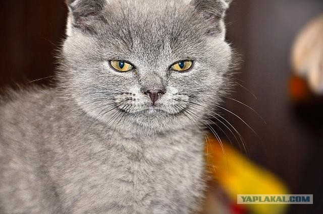 Котовторник  30.07.2013
