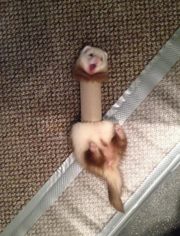 Fail (не издевательство над животными)