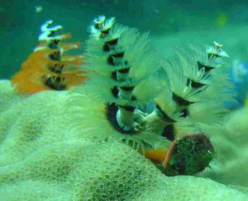 Новогодний червь