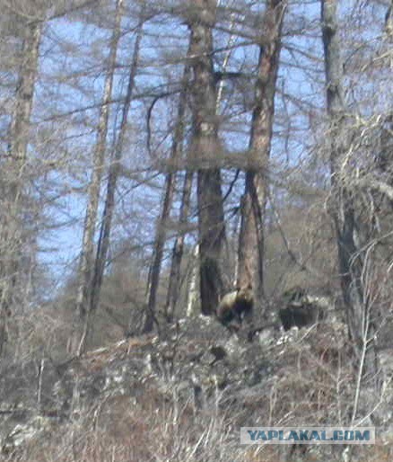 Жизнь в тайге