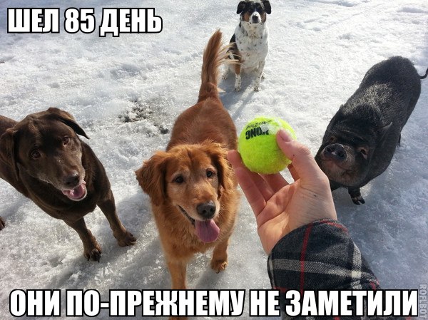 Забавные картинки и комменты из соцсети