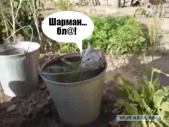 А еще говорят,что кошки воды боятся!