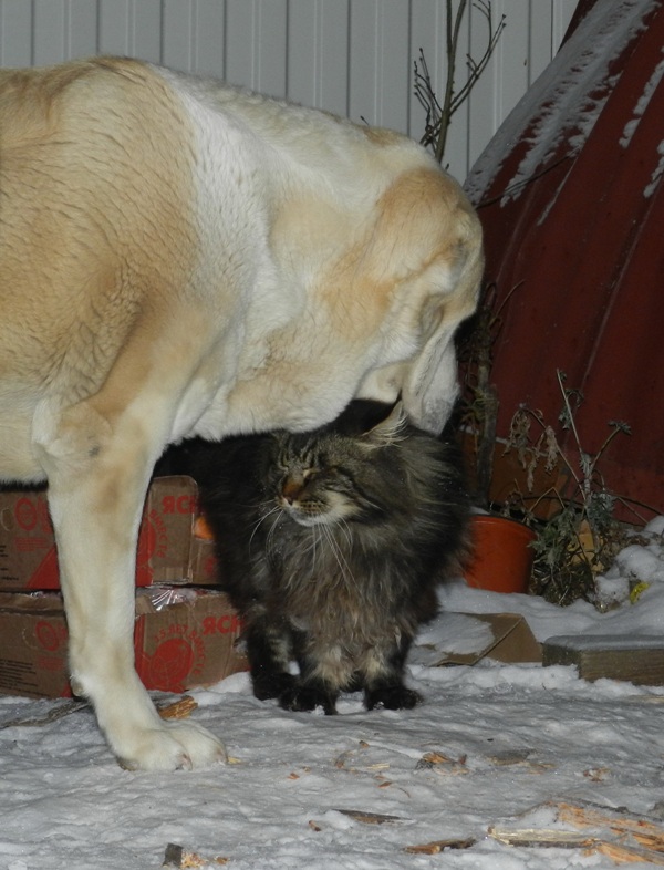 Согревающая дружба котов и собак