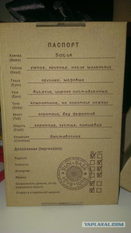 Как вырастить и ухаживать за кошкой