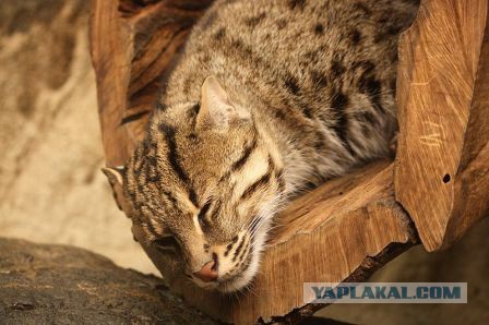 Усатые, полосатые, пятнистые и очень дорогие