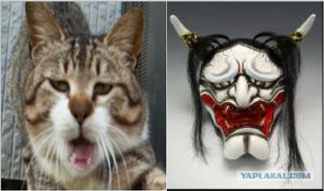 Коты острова Тасиро