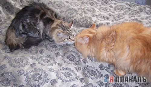 А вот и котовторник!