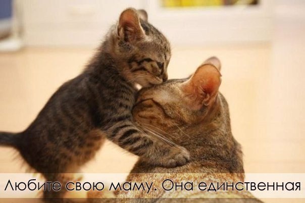Божьи твари