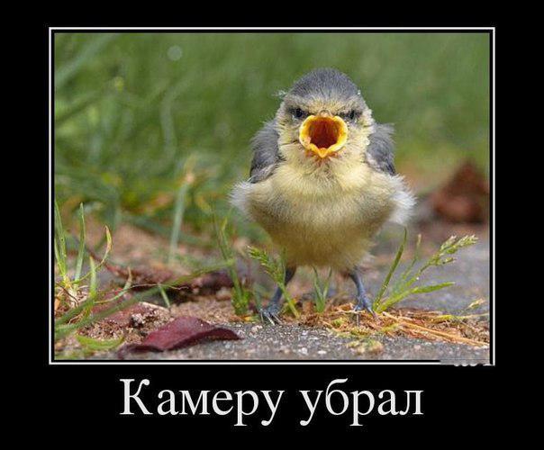 Прикольные животные