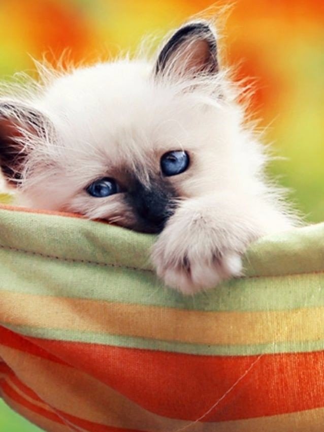 Коты из сети