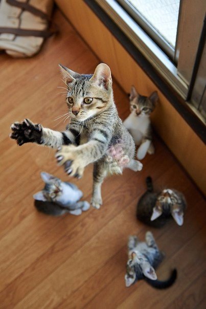 Коты из сети