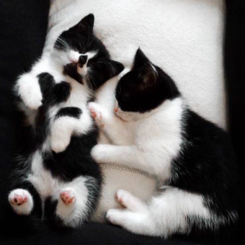 Коты и Кошки