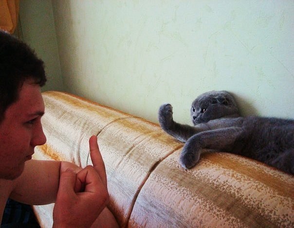Коты и Кошки