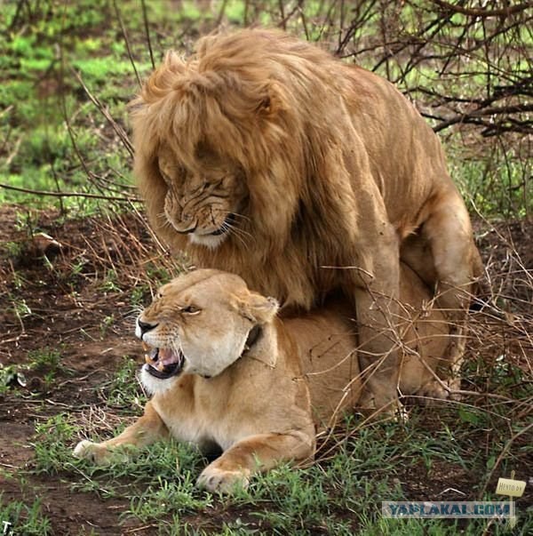 Модель plus-size: Для меня целлюлит — норма