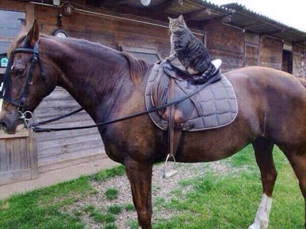 Прикольных котов пост