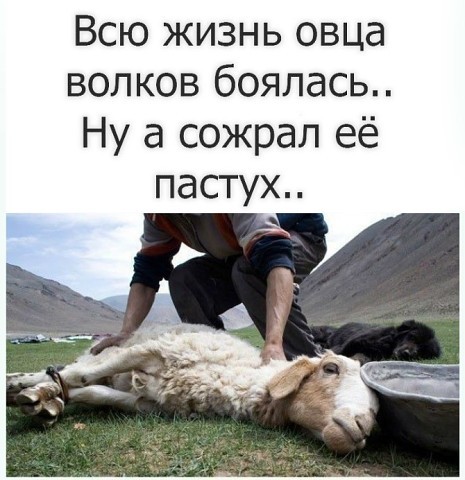 Человек разумный. Но это не точно