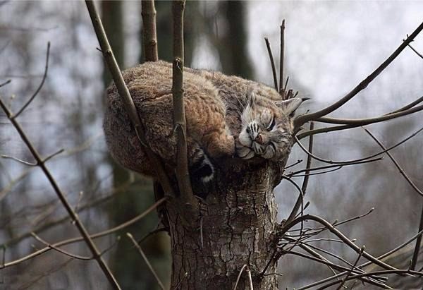 Кот без прикрас