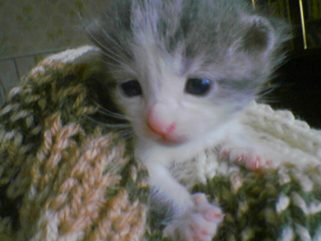 Котомет на вторник 03.02.08