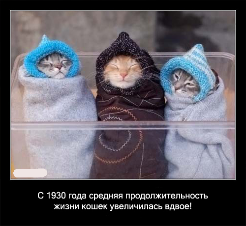 Интересные факты о кошках в картинках, 90 штук