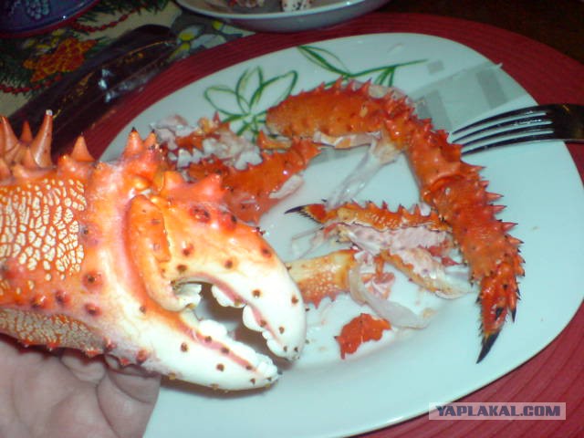 Кушайте креветки, это вкусно и полезно