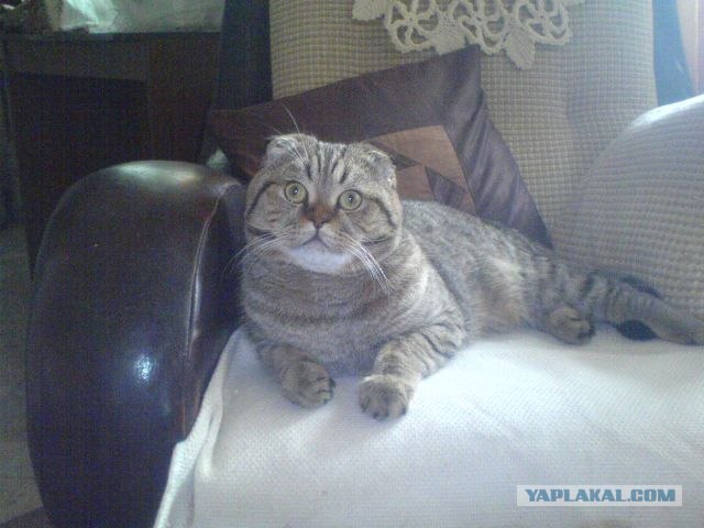 Сонный Котовторник
