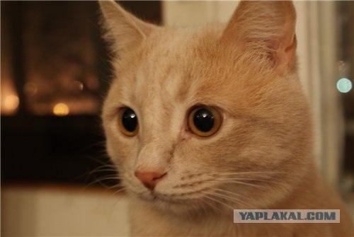 Котовторник 06.12.2011