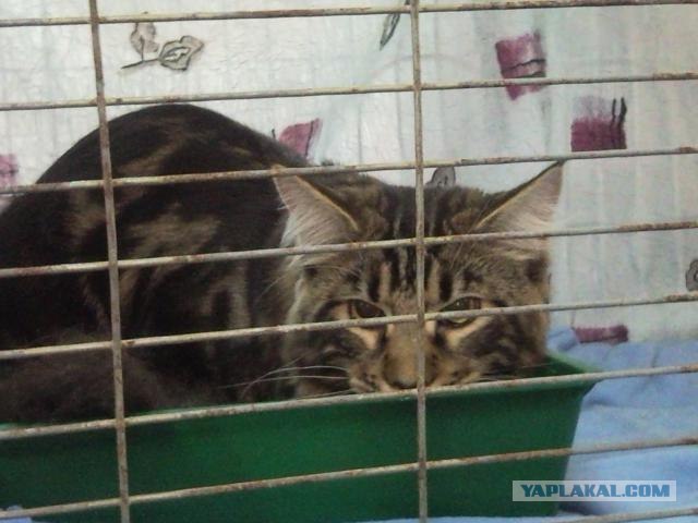 Котовторник 24.04.2012