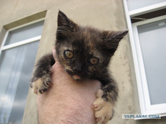 Котовторник  17.07.2012