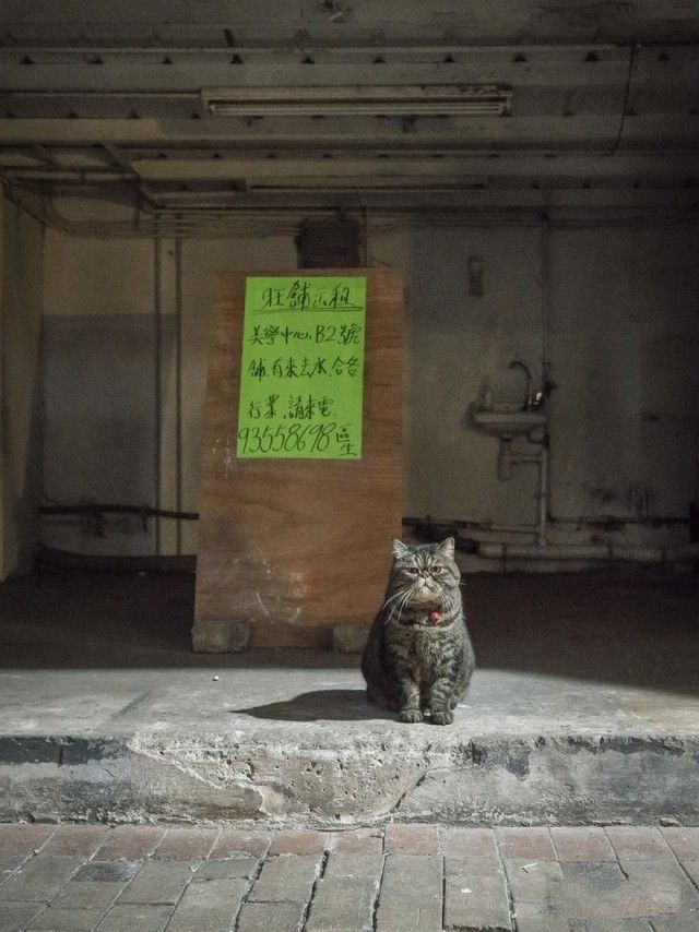 Прикольных котов пост